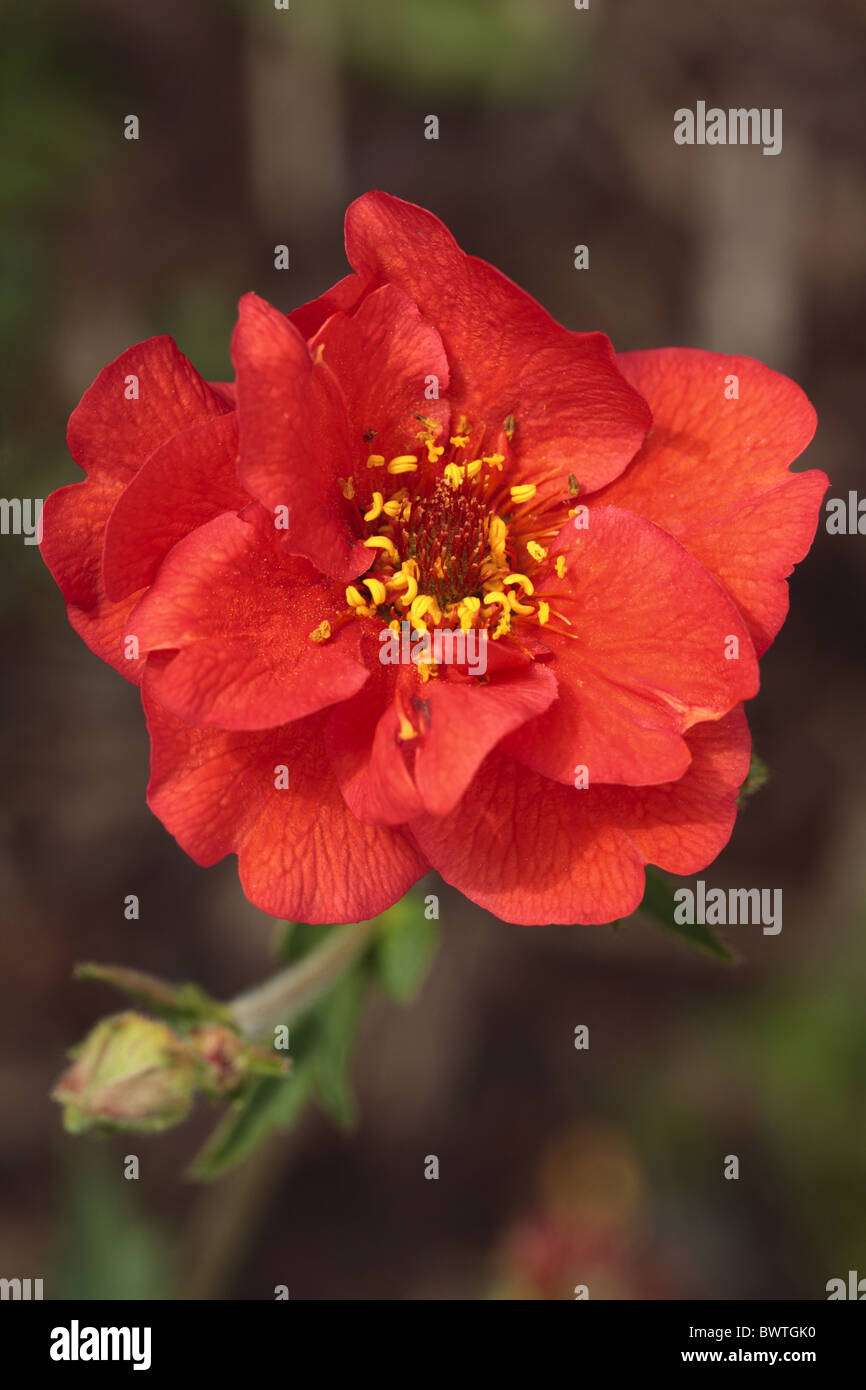 Geum chiloense Mme Bradshaw écarlate rouge environnement environnement l'Europe la Grande-Bretagne la floraison de fleurs plantes fermer Banque D'Images