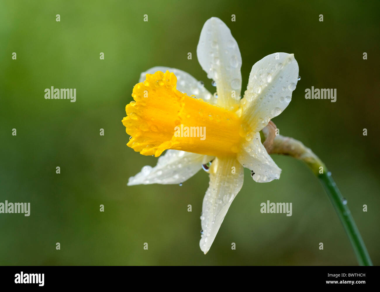 Jonquille Narcissus pseudonarcissus sauvages syn lobularis UK Banque D'Images