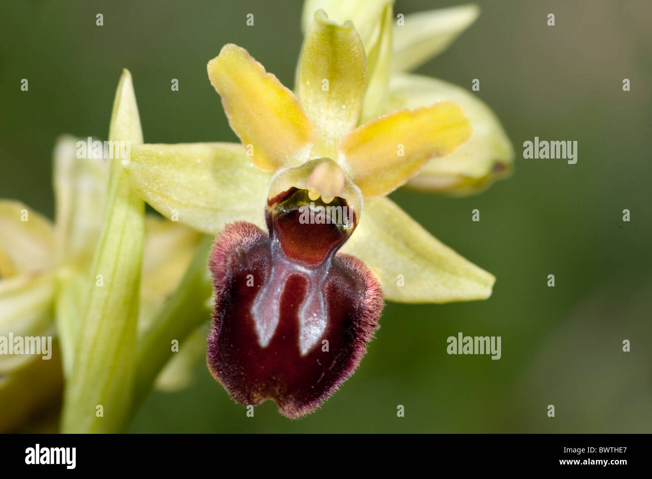 L'orchidée araignée Ophrys sphegodes Kent UK Banque D'Images