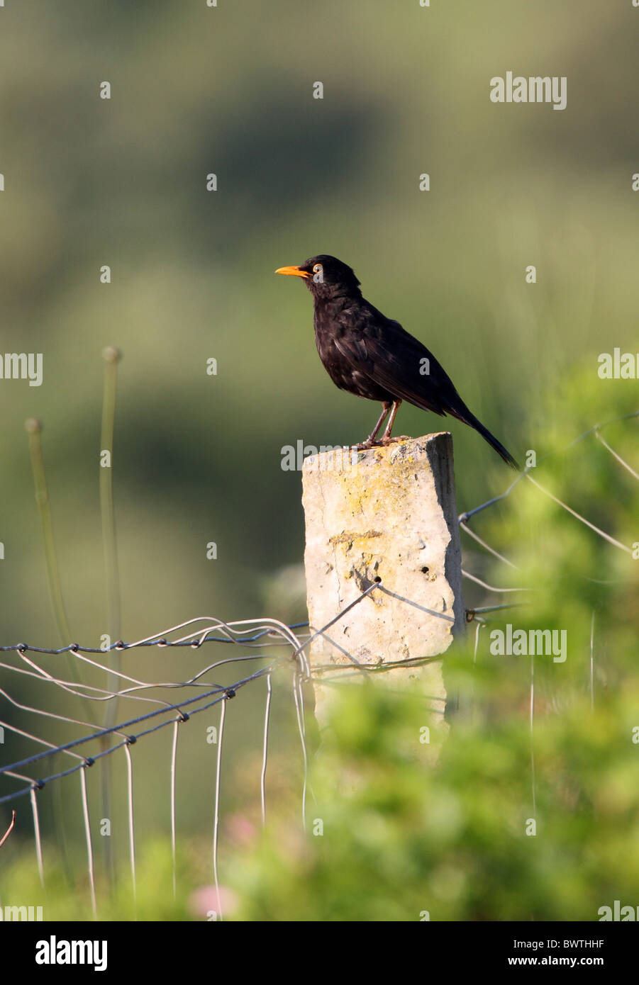 Blackbird européenne (Turdus merula mauritanicus) sous-espèce nord-africaine, mâle adulte, perché sur piquet, Maroc, avril Banque D'Images