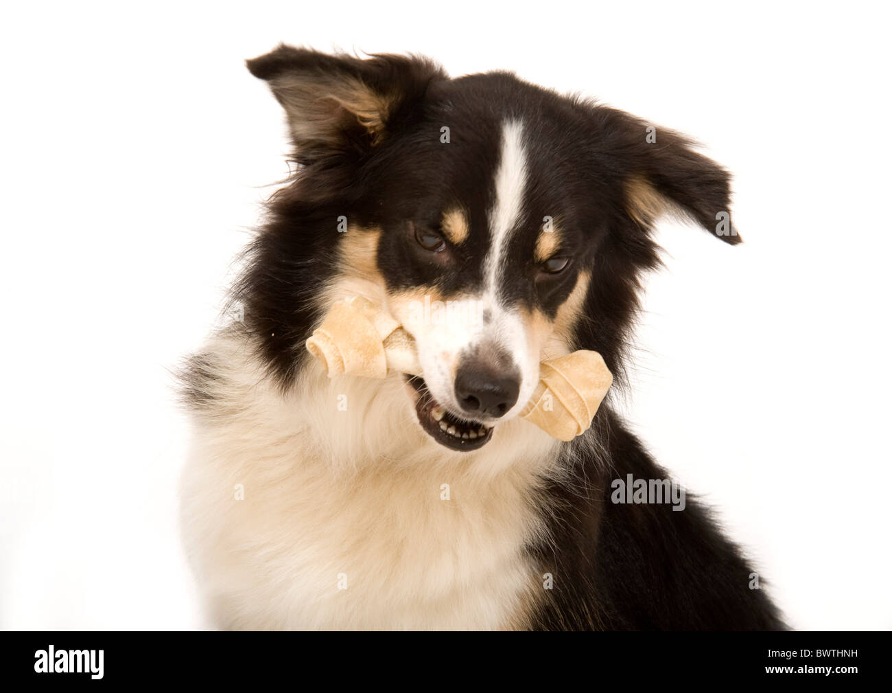 Manger un chien Dog Chew - Border Collie Banque D'Images