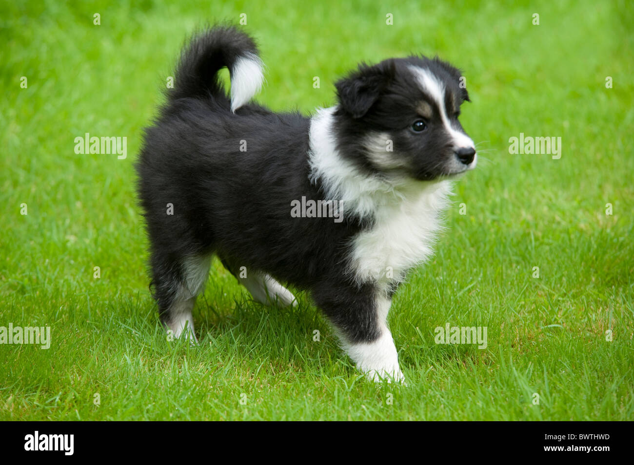 Border Collie Dog Puppy dans jardin UK Banque D'Images