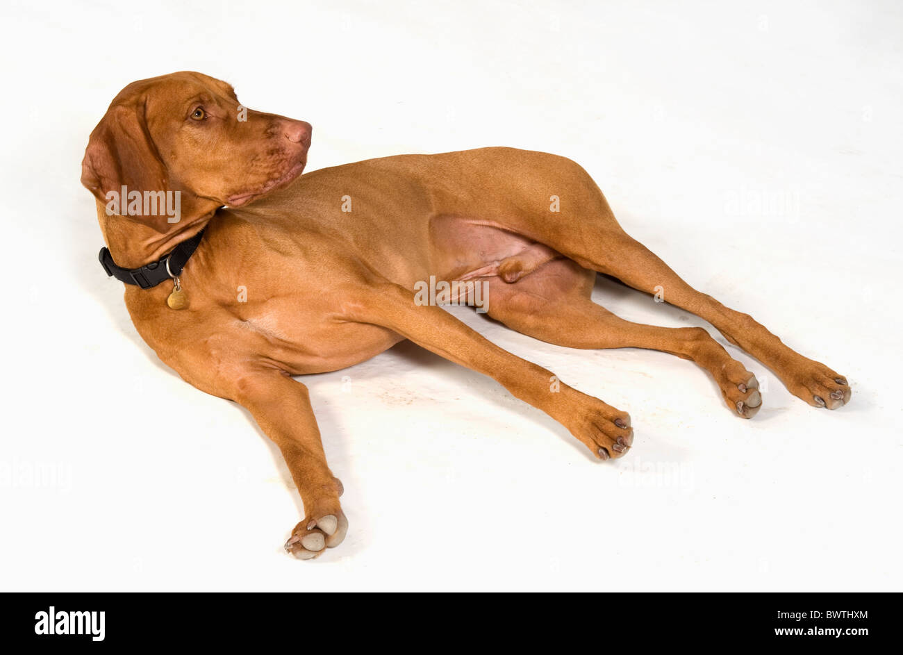 Hungarian Vizsla devint Chien UK Banque D'Images