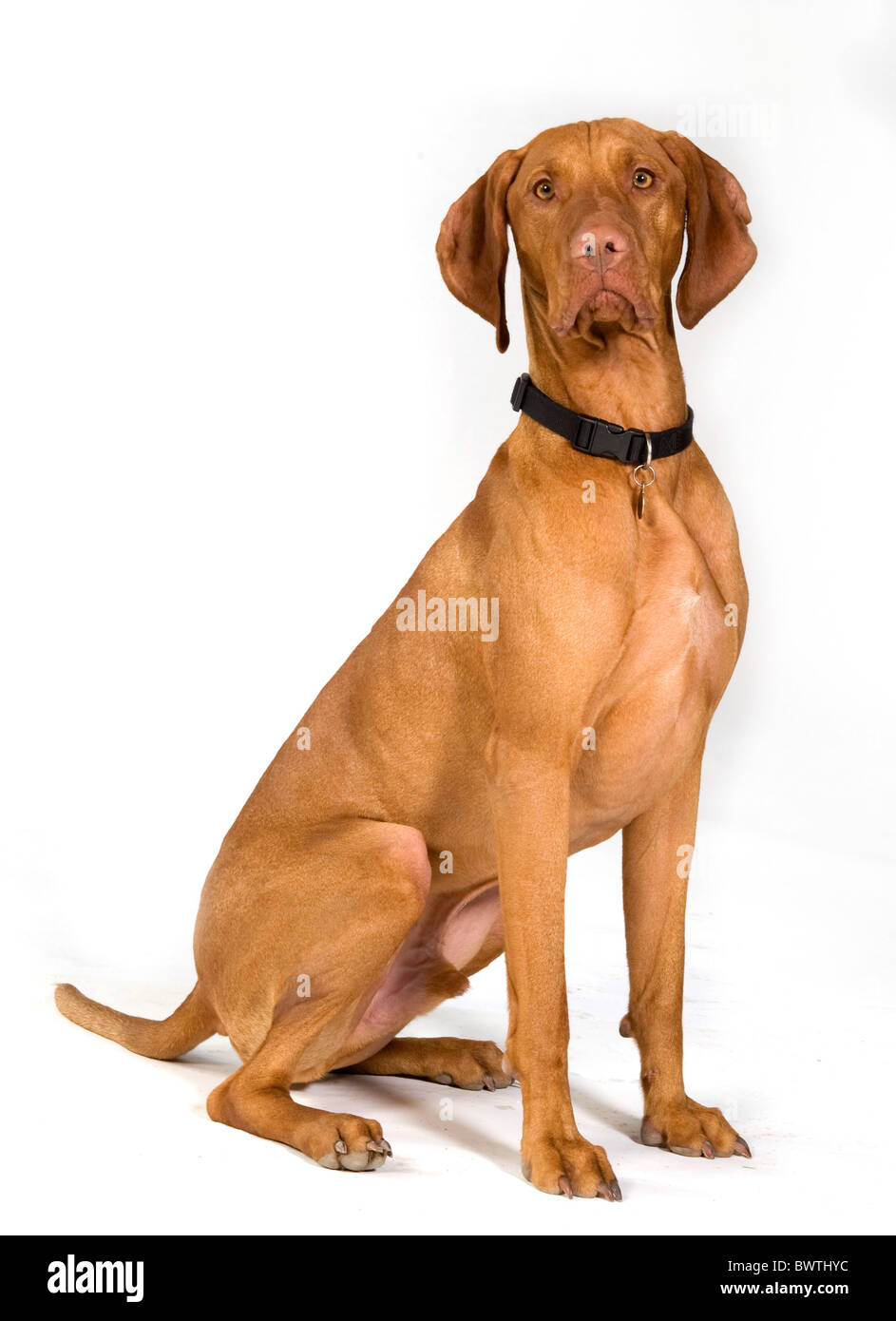 Hungarian Vizsla devint Chien UK Banque D'Images
