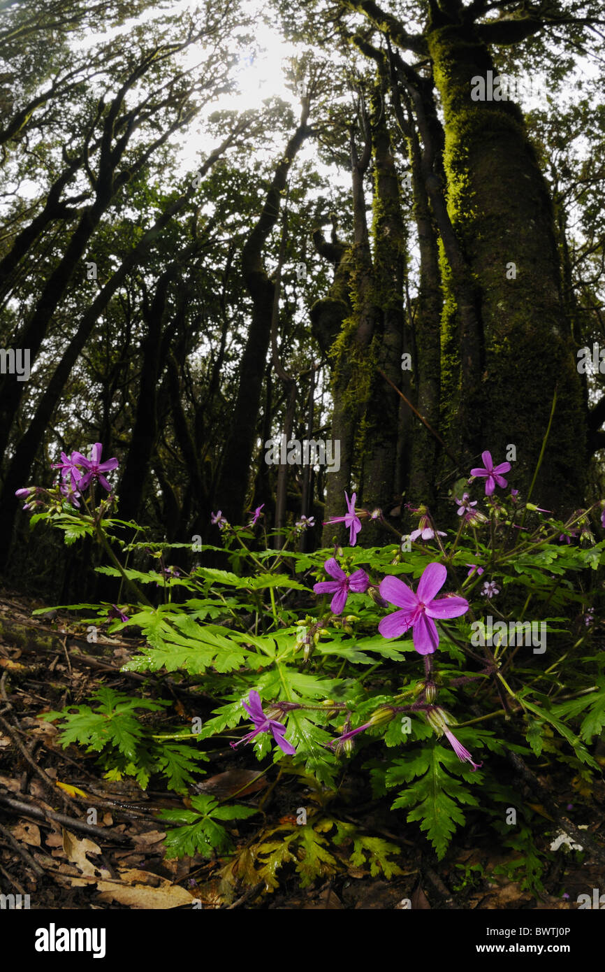 Secteur de Laurel (Laurus canariensis)' 'laurisilva forêt subtropicale humide, avec des fleurs sauvages à même le sol forestier, la Gomera, Canary Banque D'Images