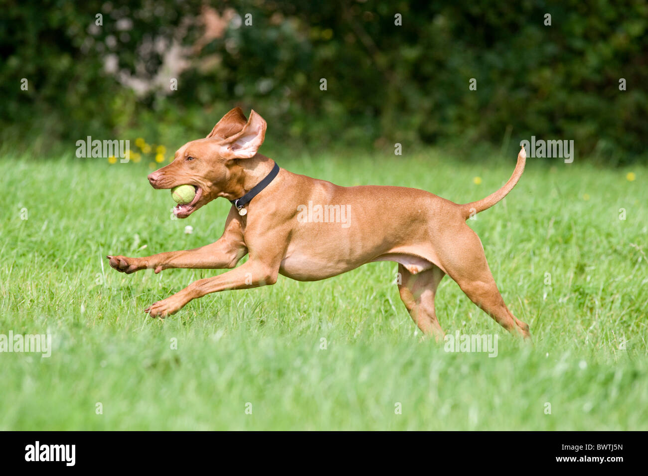 Hungarian Vizsla devint Chien UK Banque D'Images