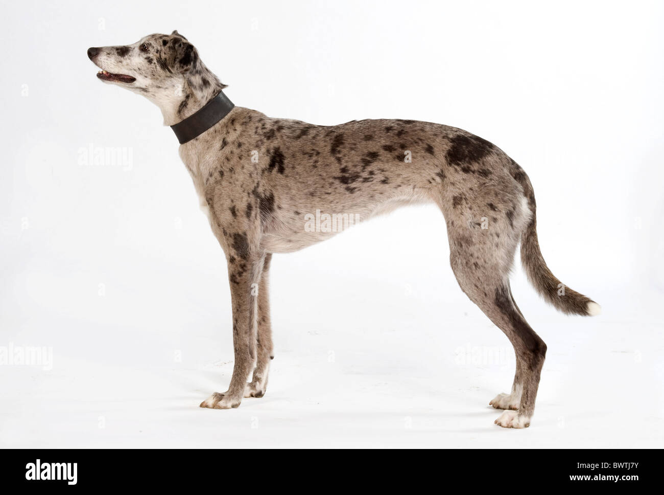 Chien Greyhound dans studio UK Banque D'Images