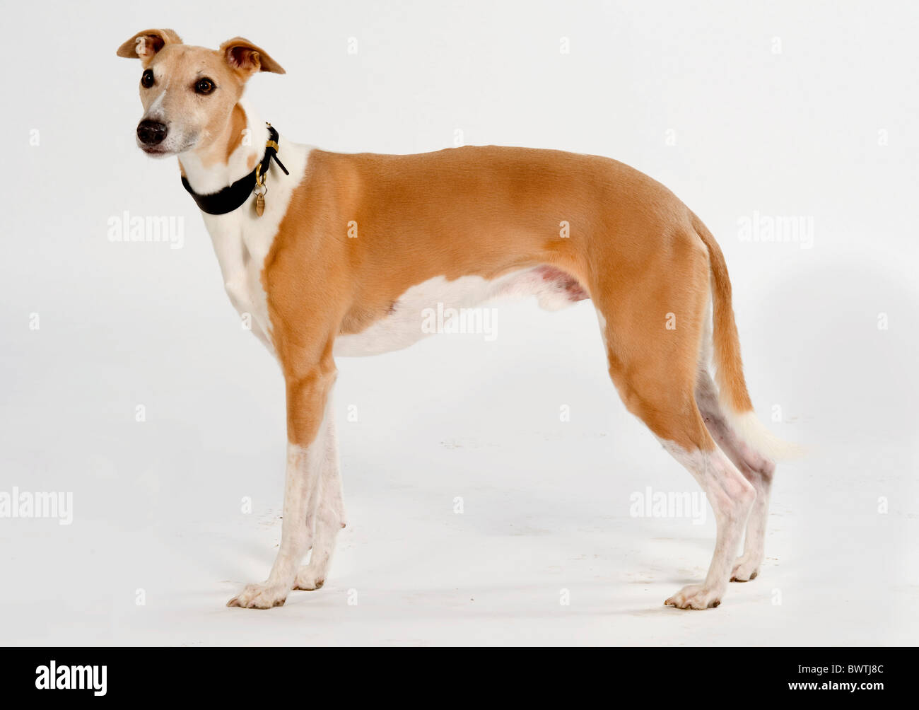 Chien Greyhound dans studio UK Banque D'Images