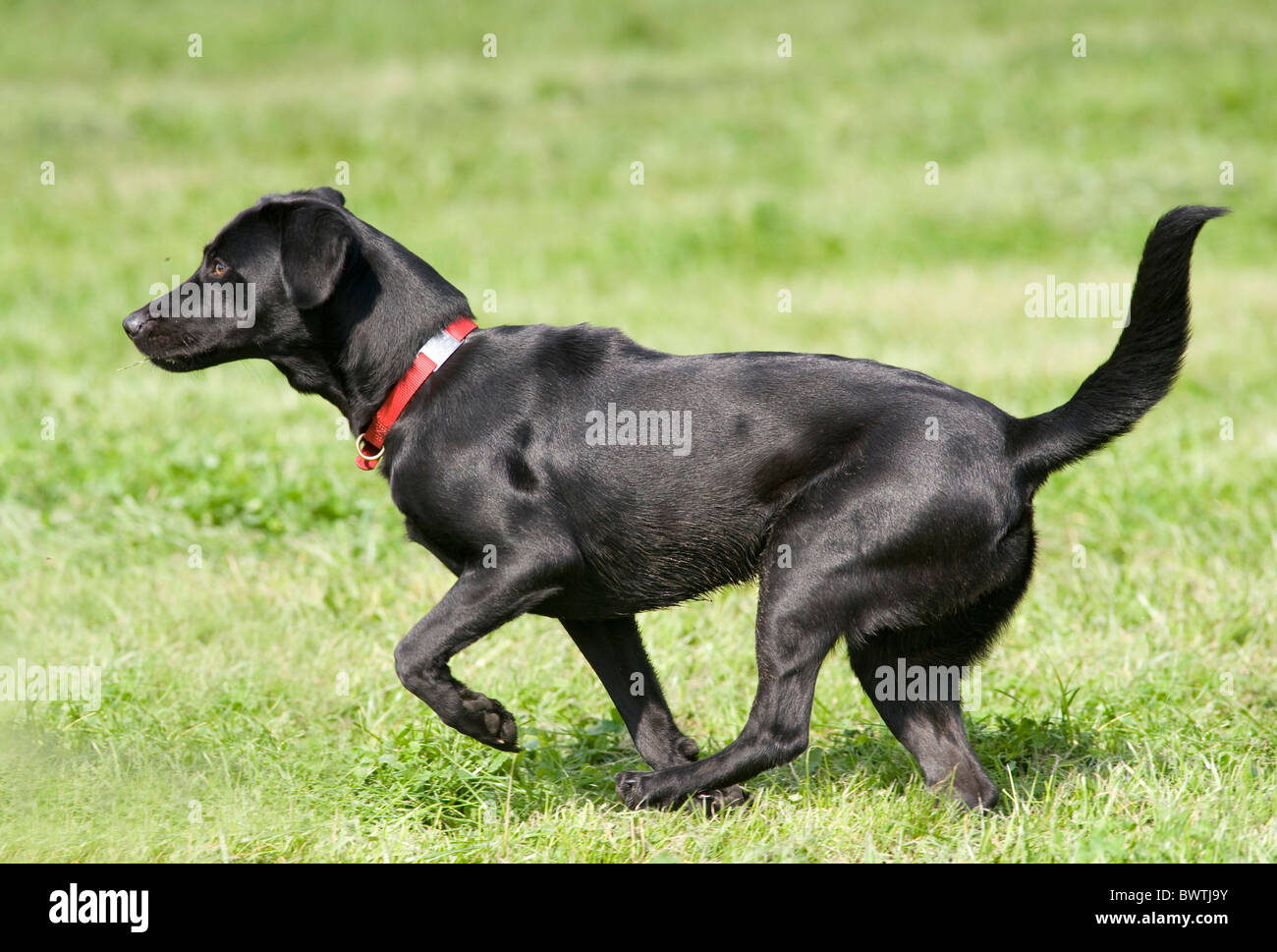 Chien labrador noir UK Banque D'Images