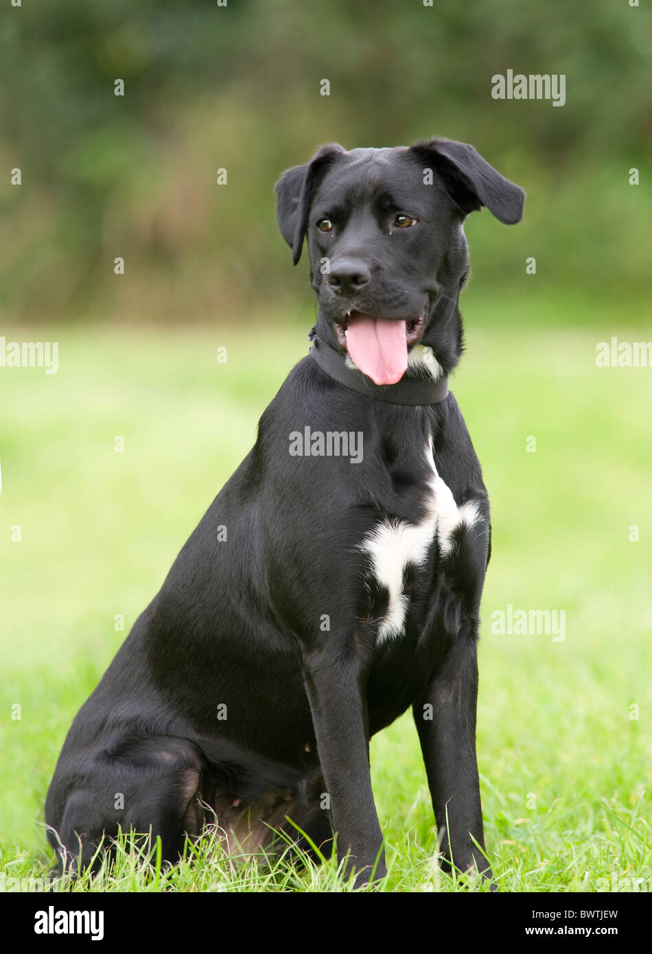 Black & White Cross Labrador Chien UK Banque D'Images