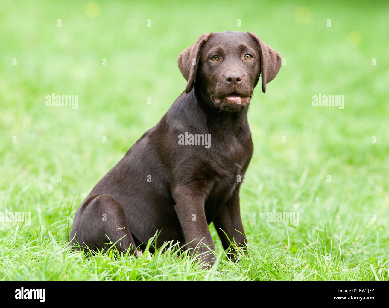 Labrador Retriever chiot UK Banque D'Images