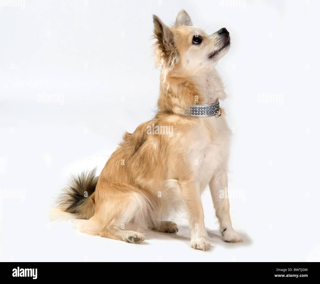 Chihuahua Dog UK Banque D'Images