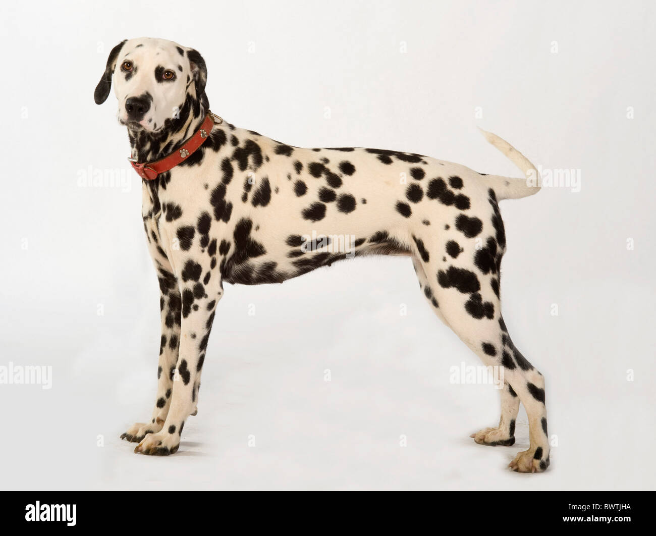 Chien dalmatien UK en studio Banque D'Images