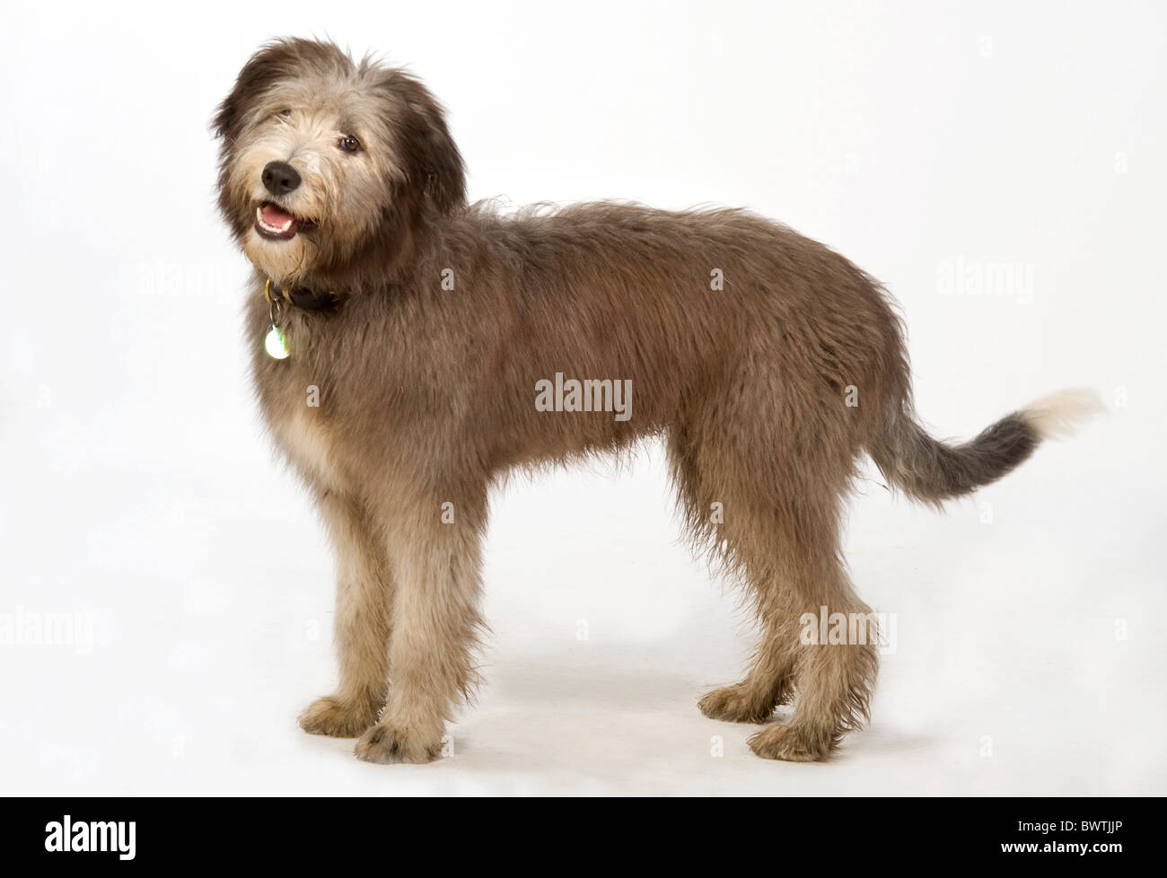 Bearded Collie Dog UK Banque D'Images