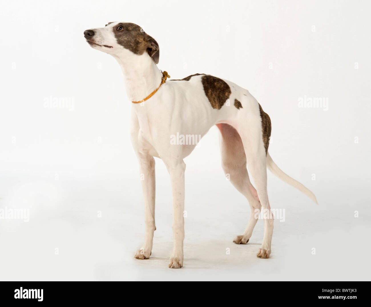 Chien Greyhound UK Banque D'Images