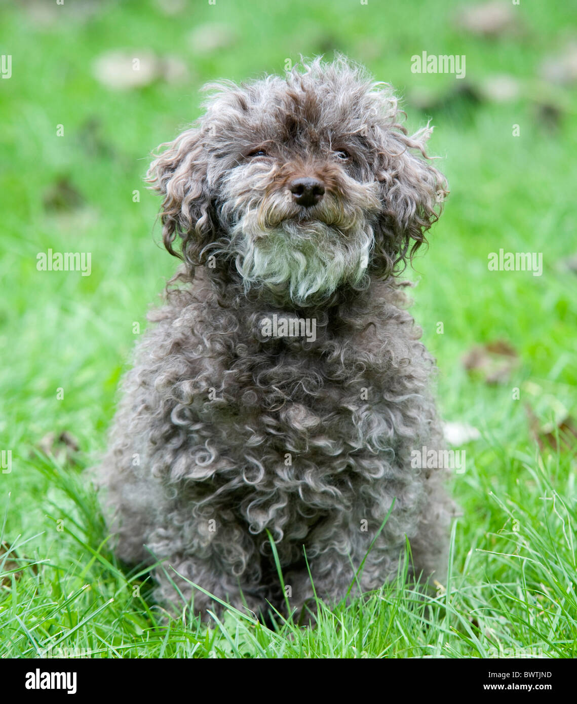Ours en peluche chien Shih Tzu Bichon Frise croix UK Photo Stock - Alamy