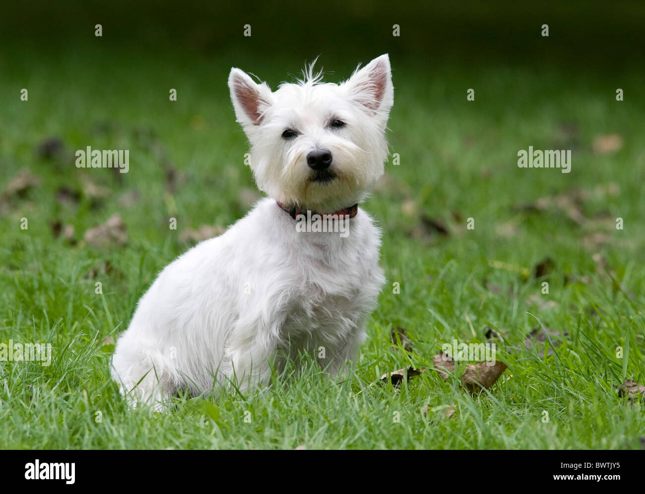 West Highland White Terrier Chien UK Banque D'Images