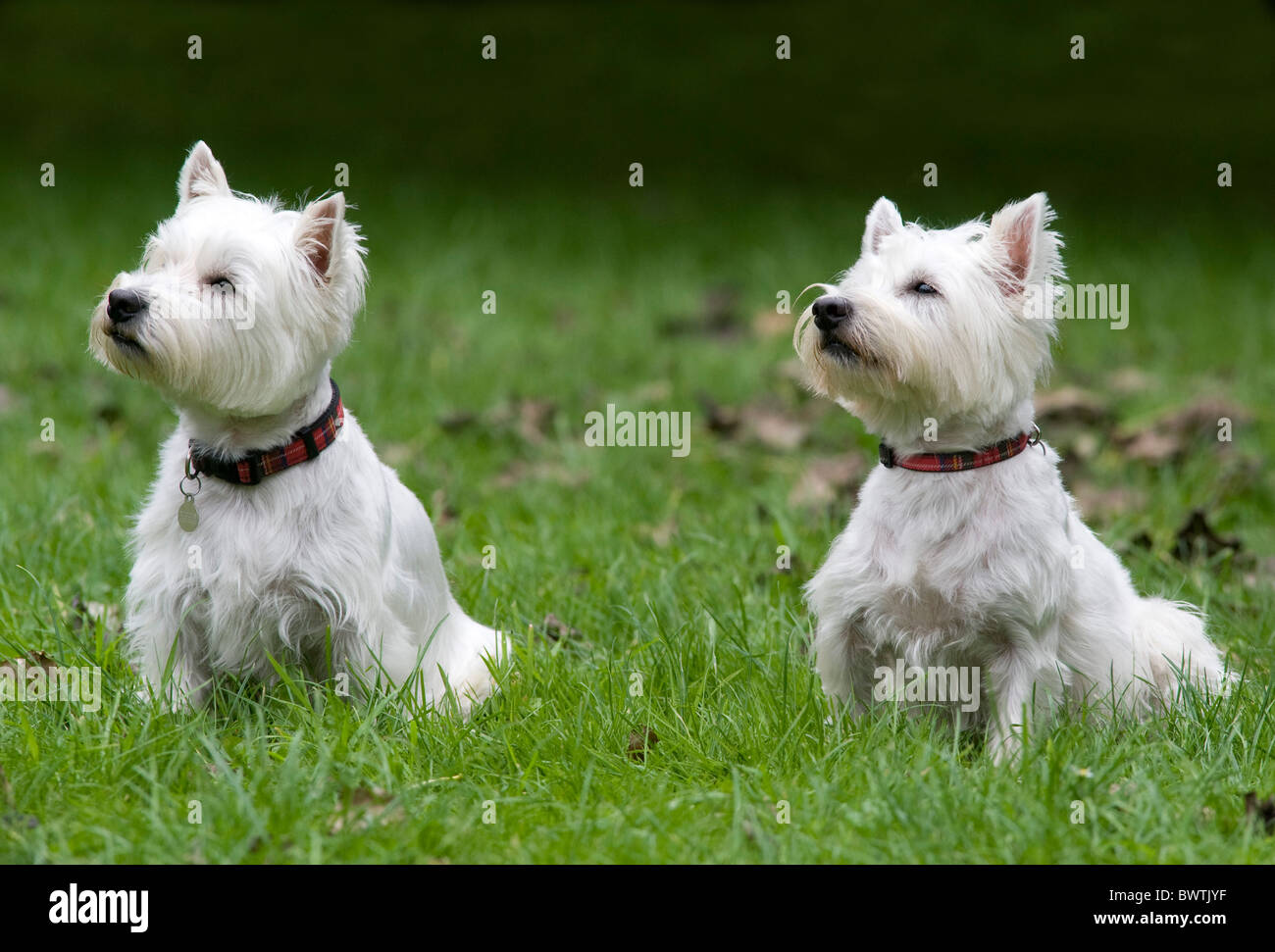 West Highland White Terrier Chien UK Banque D'Images