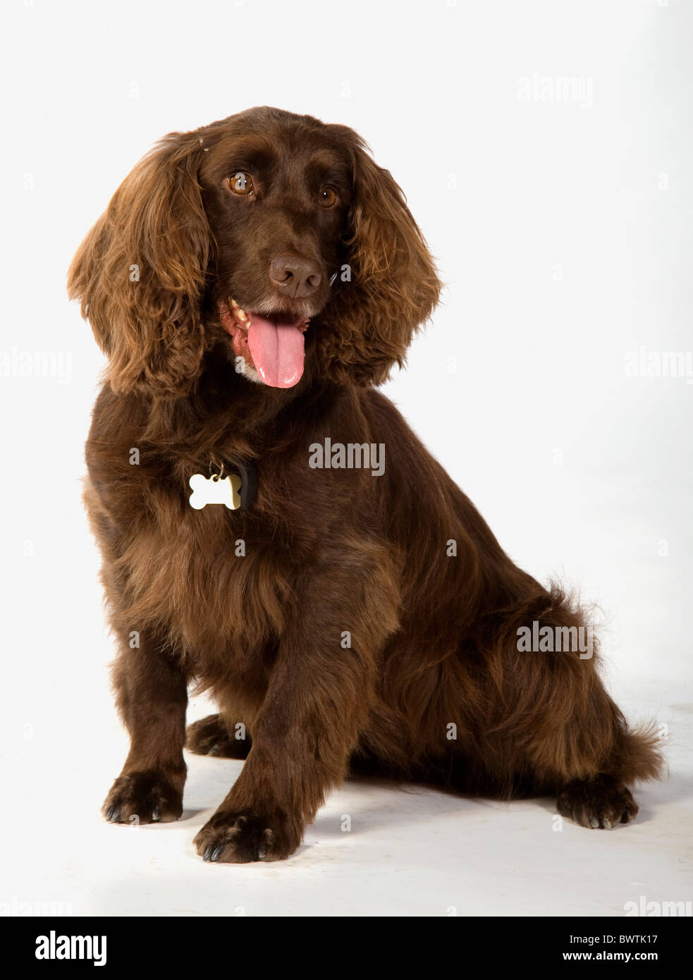 Field Spaniel chien assis en studio UK Banque D'Images