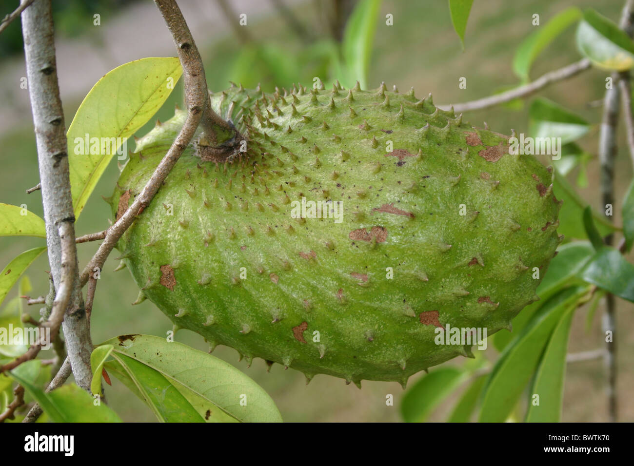 L'Annona Annona muricata asiatique asie proche d'un régime de fruits Fruits pendaison Muricata Corossol Philippines Palawan Novembre Arbre Arbres Banque D'Images