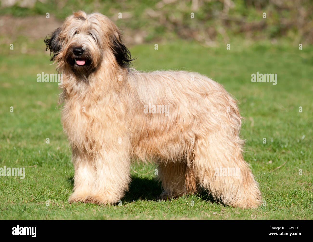 Briard chien Banque de photographies et d'images à haute résolution - Alamy