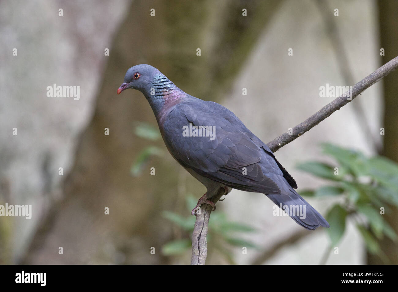 La Bolle pigeon (Columba bollii) adulte, perché sur une branche, Îles Canaries Banque D'Images