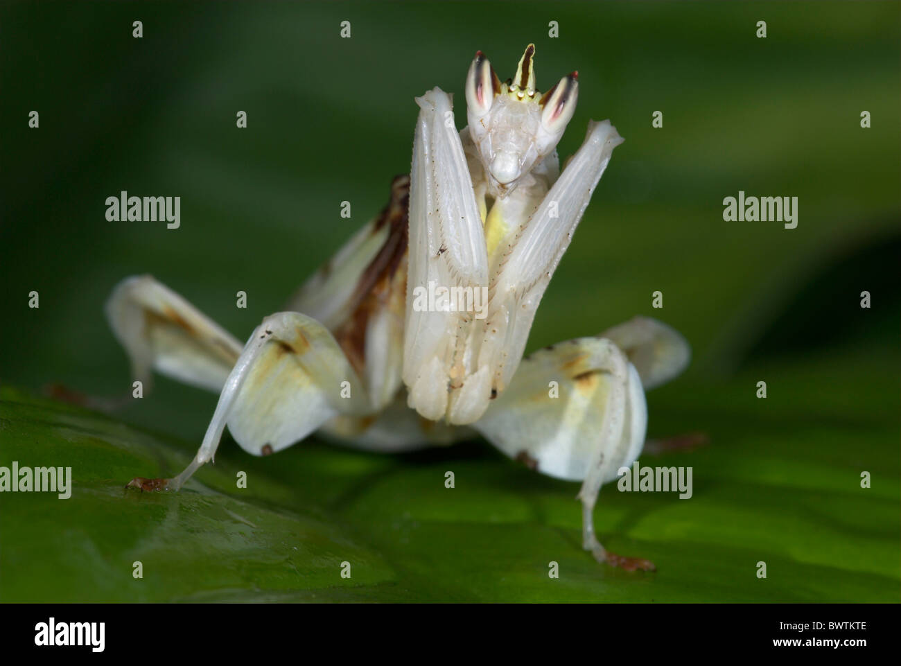 Hymenopus coronatus Mantis orchidée Malaisie Banque D'Images