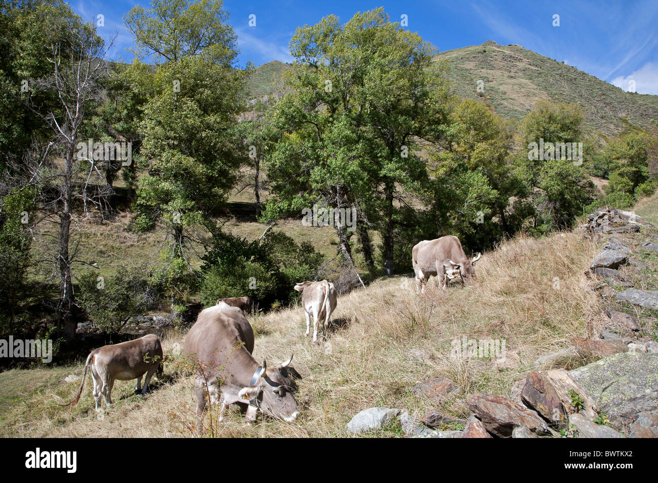 Les vaches au pâturage. Pyrénées. Catalunya. Espagne Banque D'Images