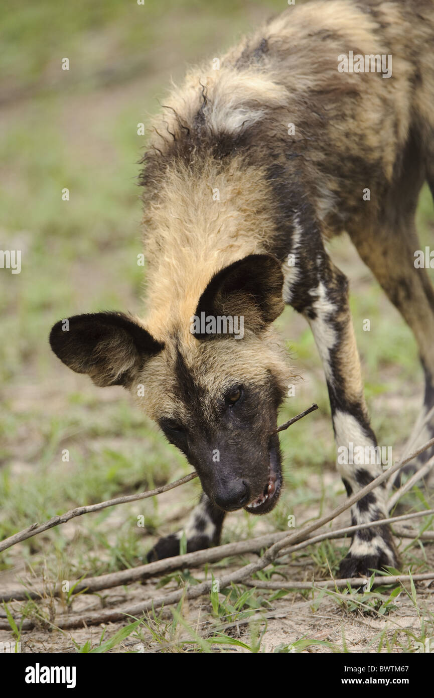 Bebe Africain Botswana Mordre L Herbe Delta Okavango Kwando Lagoon Nature Pack Jouer Stick Chien Sauvage De L Eau Sauvages De La Faune Chien Chiens Photo Stock Alamy
