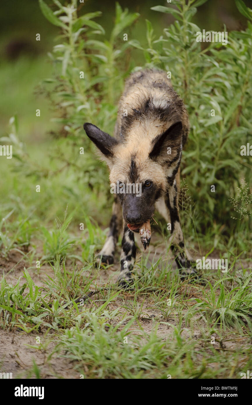 Bebe Africain Botswana Kwando Lagoon Nature Manger Delta Okavango Jouer Les Chiens Sauvages L Etat Sauvage Des Animaux Chien Chiens Canides Canides Canides Photo Stock Alamy