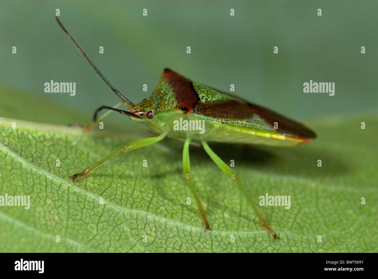 Bug Acanthosoma haemorrhoidale Hawthorn Shield Banque D'Images