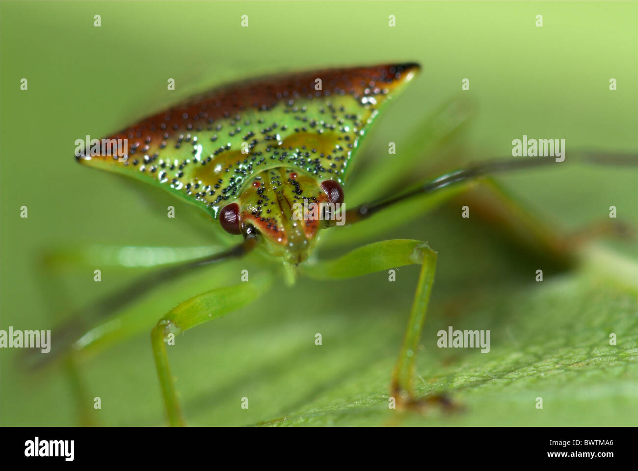 Bug Acanthosoma haemorrhoidale Hawthorn Shield Banque D'Images