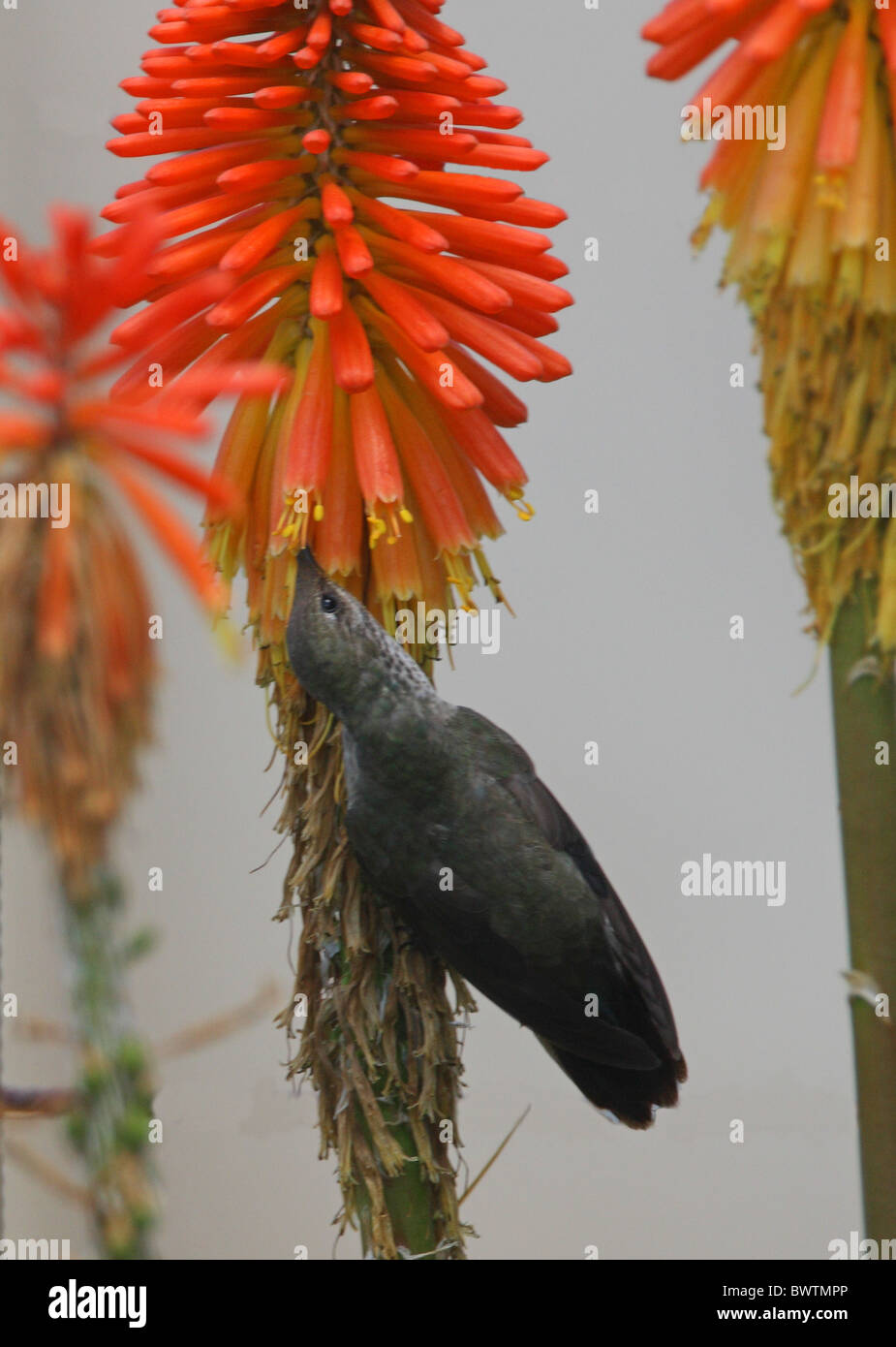 (Oreotrochilus estella Andean Hillstar) femelle adulte, se nourrissant de fleur, Jujuy, Argentine, janvier Banque D'Images