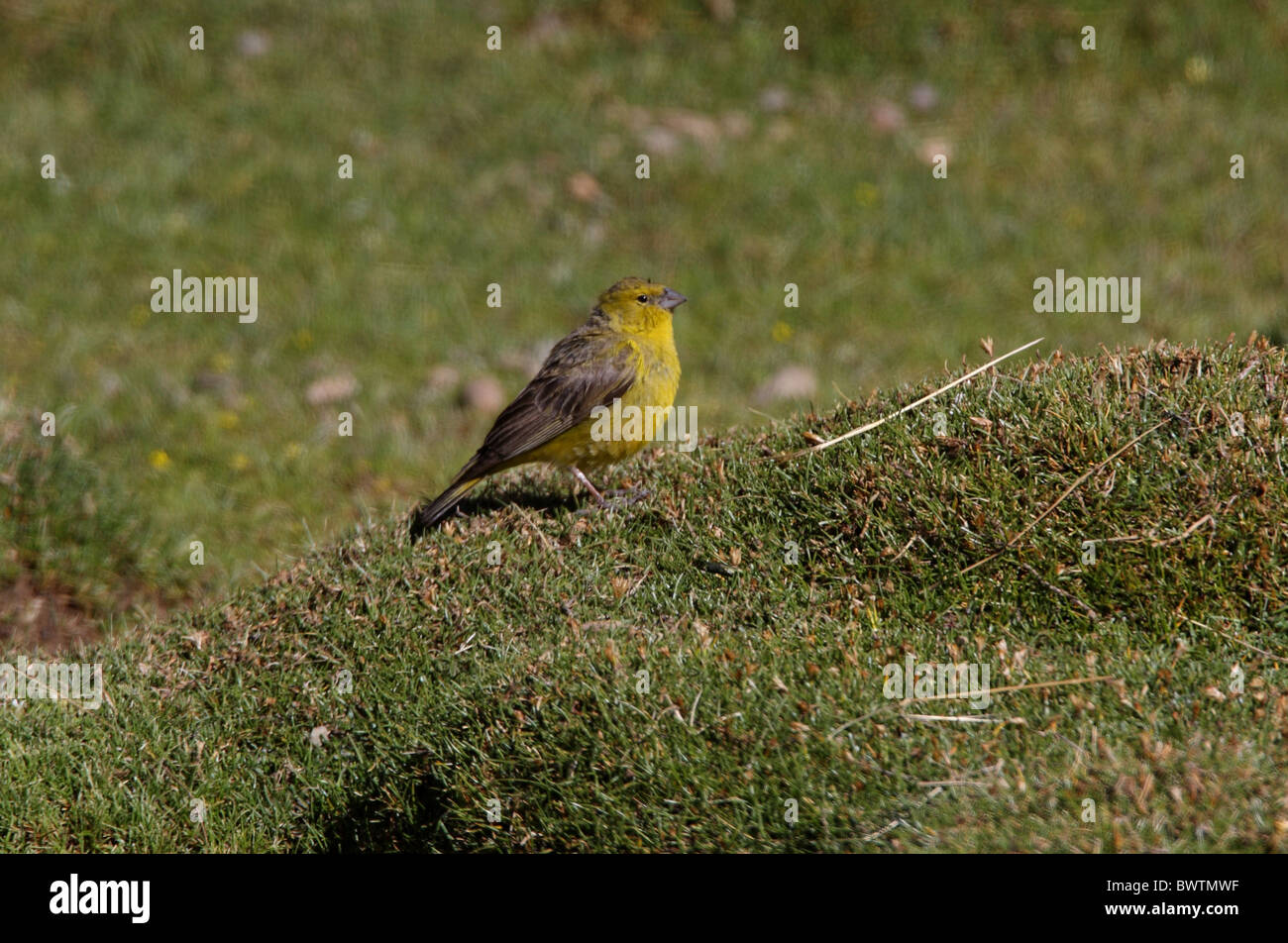 Jaune-verdâtre (Sicalis olivascens finch) mâle adulte, debout sur puna grassland, Jujuy, Argentine, janvier Banque D'Images