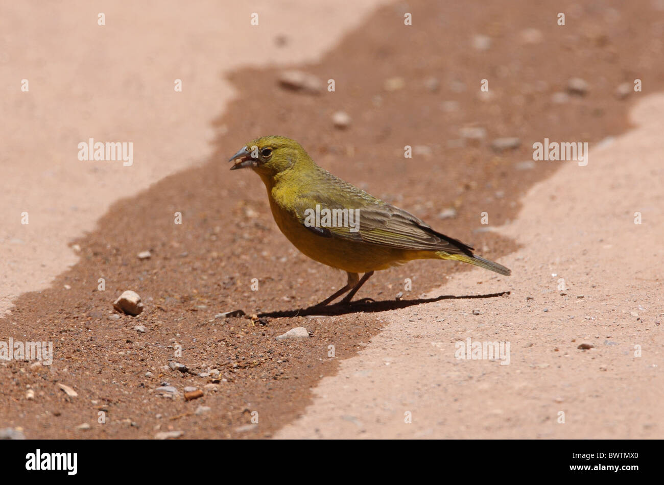 Jaune-verdâtre (Sicalis olivascens finch) mâle adulte, il se nourrit de graines renversé, Jujuy, Argentine, janvier Banque D'Images