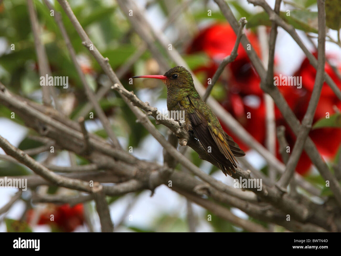(Hylocharis chrysura Colibri doré) adulte, perché en bush, Province de Buenos Aires, Argentine, janvier Banque D'Images