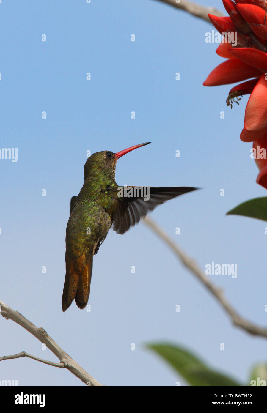 (Hylocharis chrysura Colibri doré), adultes en vol, planant à fleur, Province de Buenos Aires, Argentine, janvier Banque D'Images