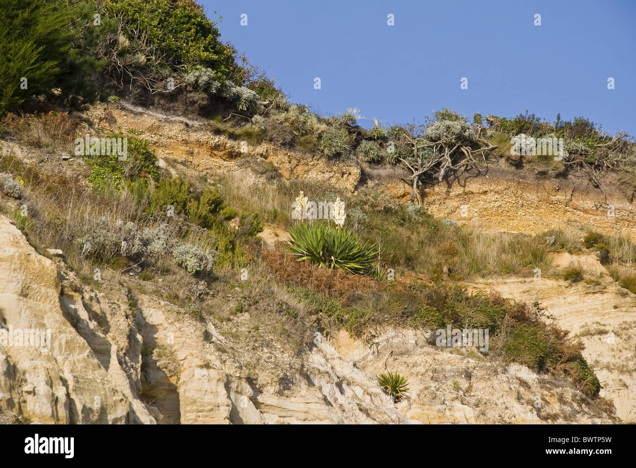La formation de sable Branksome, Éocène, avec du gravier au-dessus du Pléistocène, Yucca Gloriosa Canford Cliffs floraison, à l'ouest de Branksome Banque D'Images