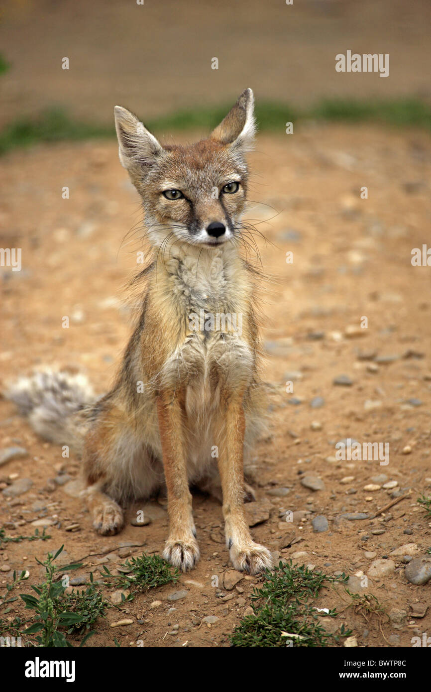 Corsac Fox Vulpes corsac séance adultes sol sec Banque D'Images