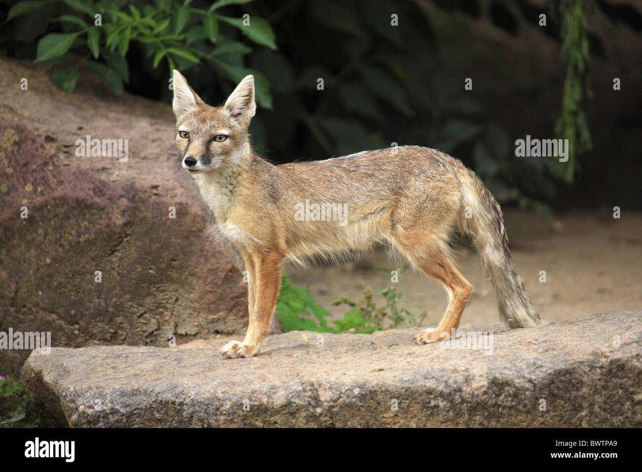 Corsac Fox Vulpes corsac standing rock adultes Banque D'Images