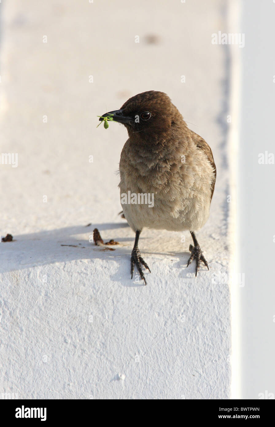 Bulbul des jardins (Pycnonotus barbatus commun barbatus) des profils, l'alimentation, dans l'insecte avec bec, perché sur mur de la maison, Maroc, mai Banque D'Images