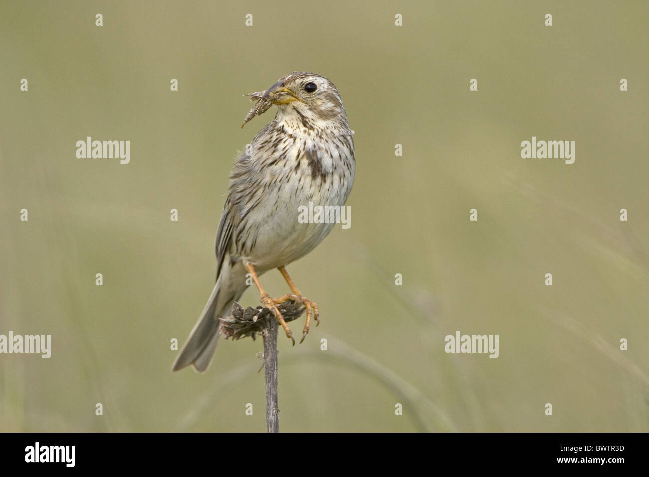 Bruant Proyer (Miliaria calandra) adulte, avec un espèce de proie au bec, de l'Estrémadure, Espagne, mai Banque D'Images