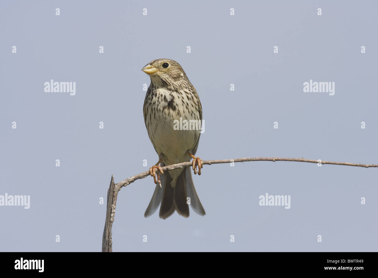 Bruant Proyer (Miliaria calandra) adulte, perché sur des rameaux, Espagne Banque D'Images