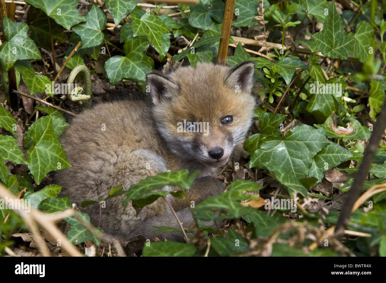 Animal animaux Grande-bretagne british carnivore carnivores cub cub den tanière angleterre anglais europe european fox Mammifères Mammifères Renard Banque D'Images