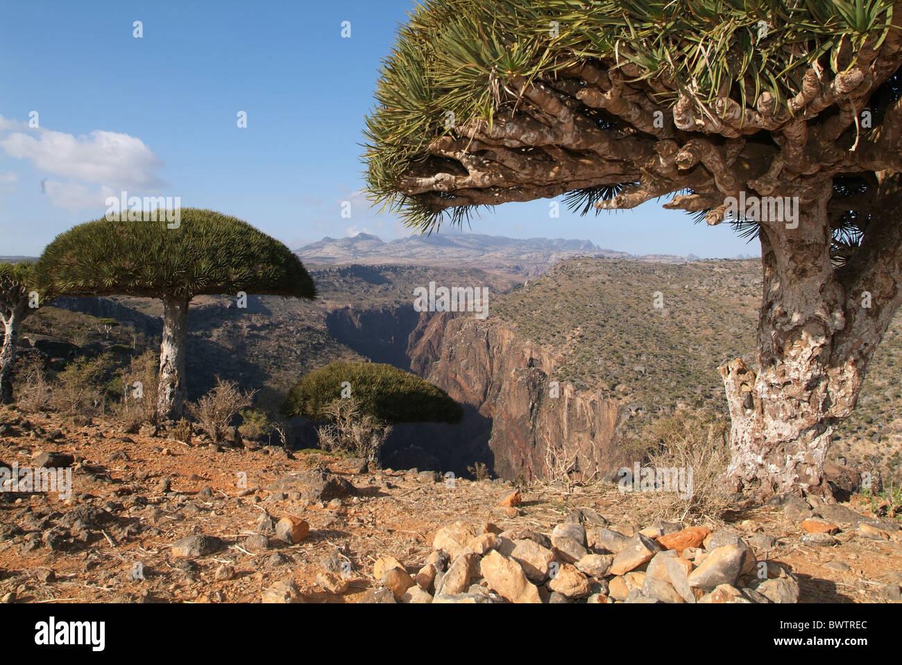 L'île de Socotra Yémen Sang Dragon Dicksam Arbre arbres Dracaena cinnabari arabe arabe arabe UNESCO voyage w Banque D'Images