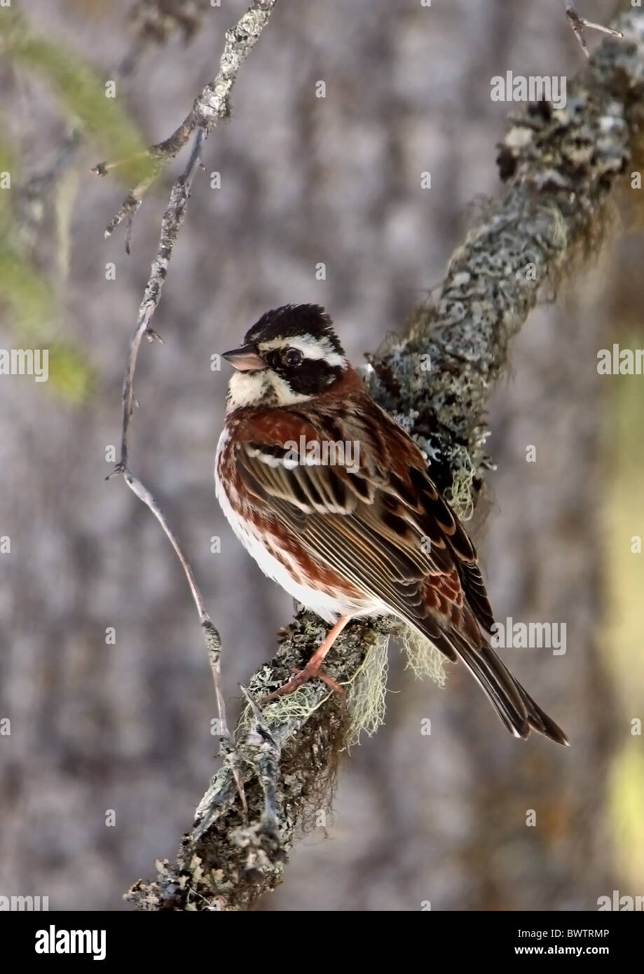 Rustic Bunting (Emberiza rustica) mâle adulte, le plumage d'été, perché sur branche, Finlande, mai Banque D'Images