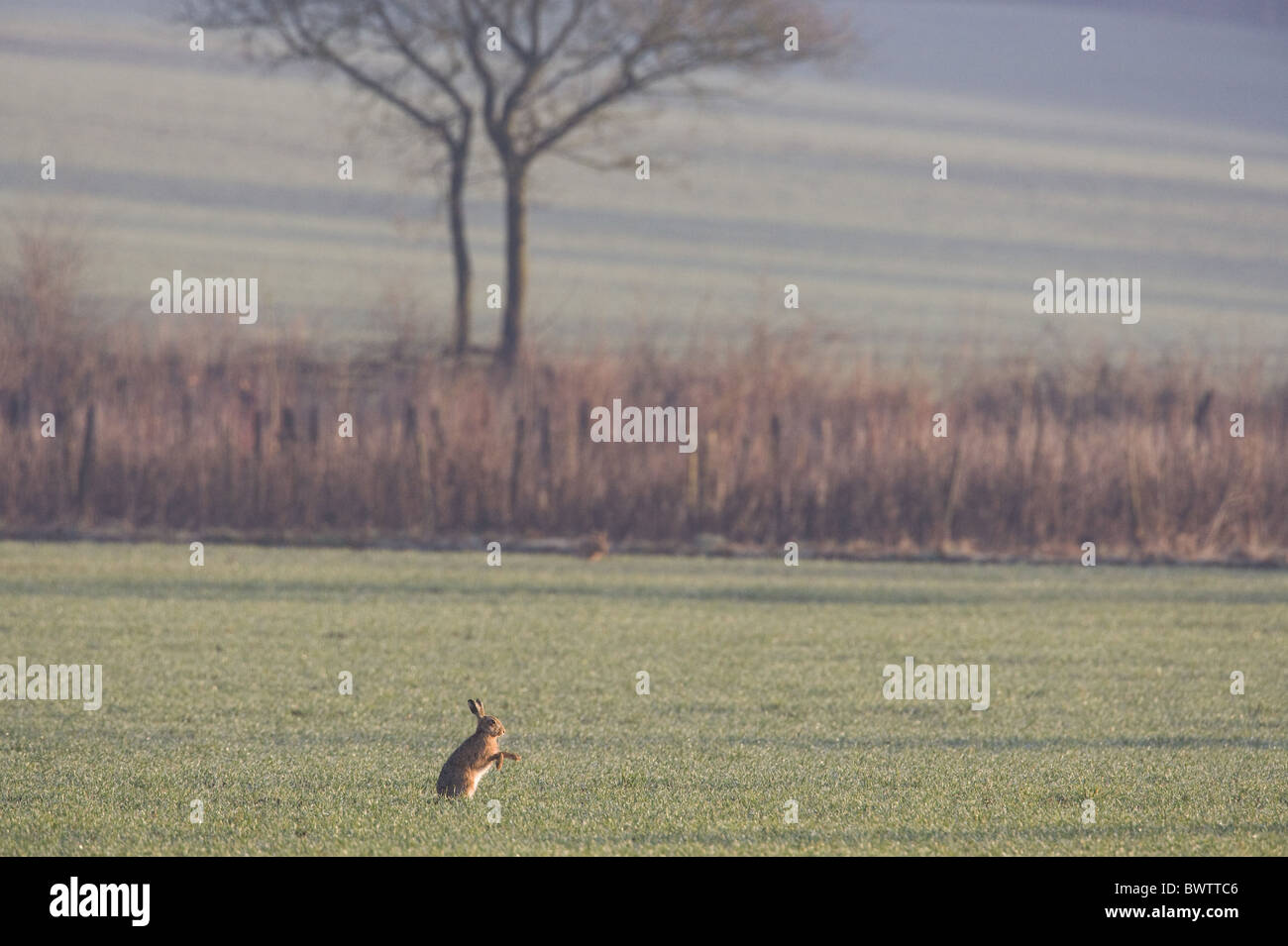 Lièvre d'Europe (Lepus europaeus) adulte, feuilletant pattes avant alors que le toilettage, champ de blé en hiver à l'aube, Oxfordshire, Banque D'Images