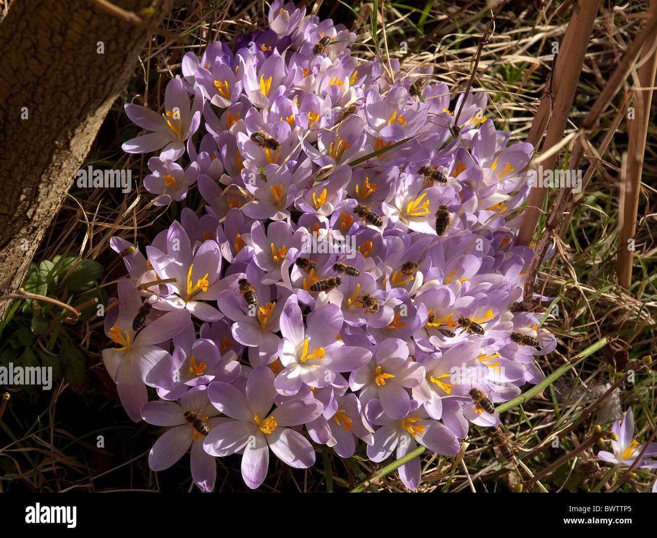 Crocus précoce (éventuellement Blue Pearl), étant l'une des sources de pollen la première de l'année attirent beaucoup d'abeilles dans soleil du printemps. Banque D'Images