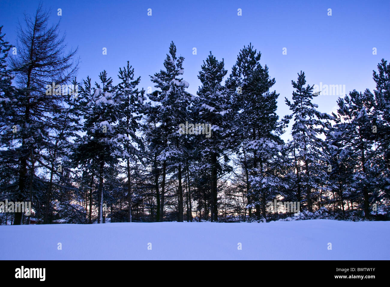 Un coucher de soleil d'hiver paysage avec des arbres couverts de neige en milieu urbain Dundee,UK Banque D'Images