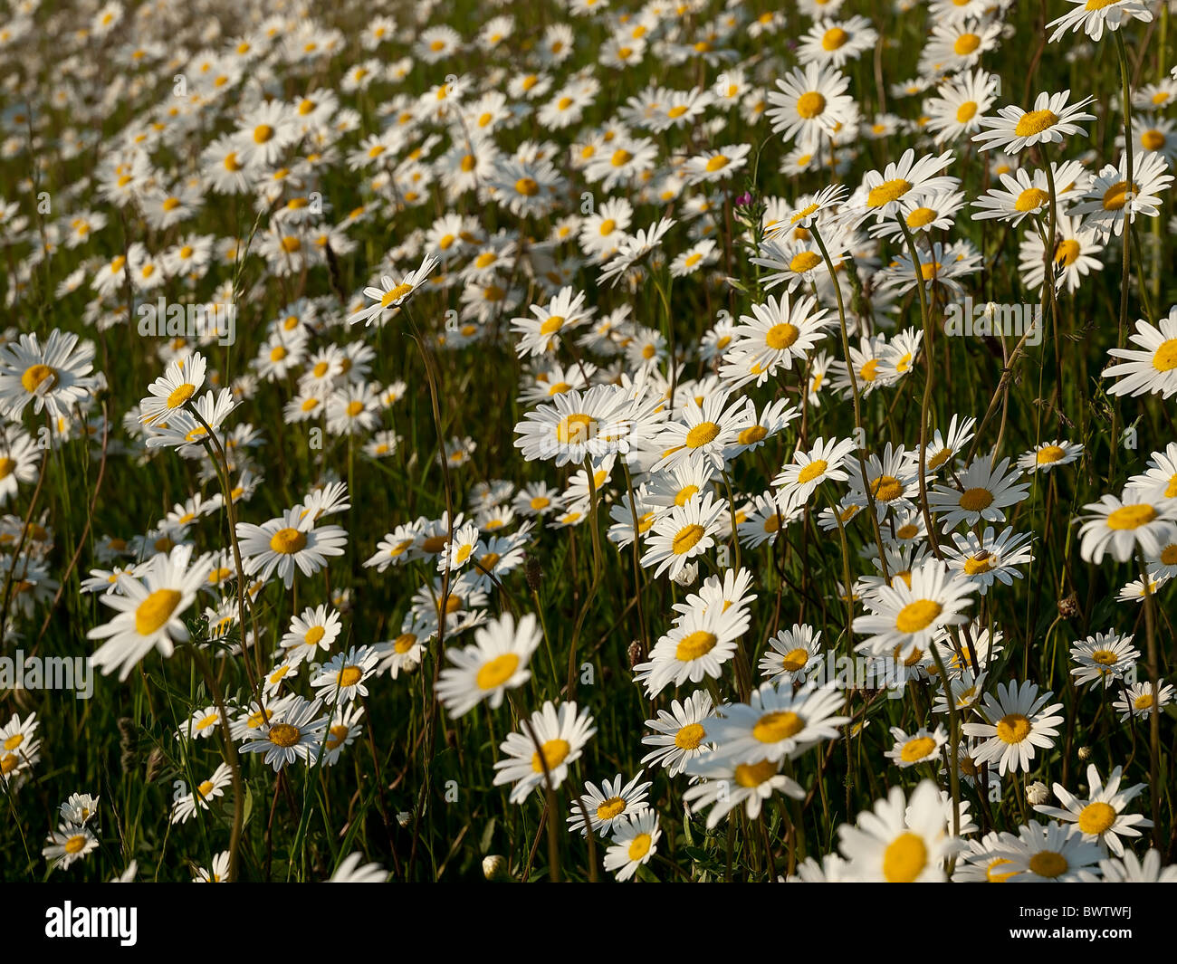 La grande marguerite Leucanthemum vulgare Banque D'Images